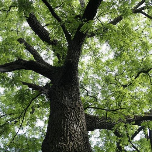 El nogal: el árbol de las brujas