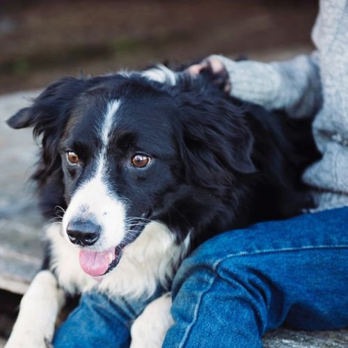 ¿Qué animal de compañía corresponde a tu signo astrológico?